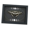Papilio lormieri Verso Resting Butterfly Moon Phases Framed Taxidermy Display