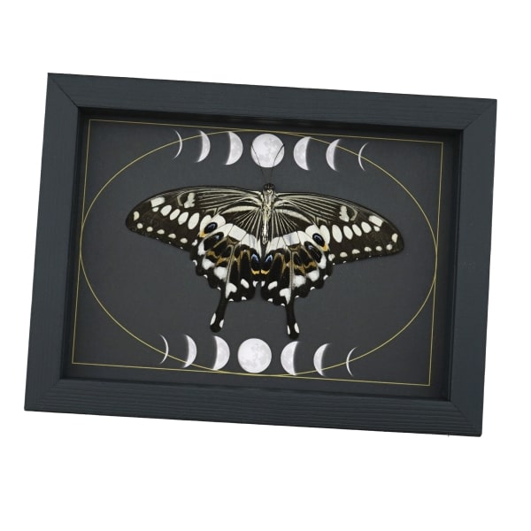 Papilio lormieri Verso Resting Butterfly Moon Phases Framed Taxidermy Display
