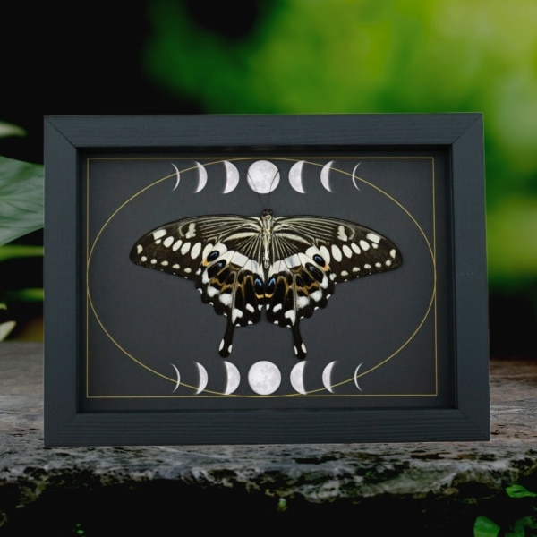 Papilio lormieri Verso Resting Butterfly Moon Phases Framed Taxidermy Display