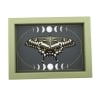 Papilio lormieri Verso Resting Butterfly Moon Phases Framed Taxidermy Sage Green Display