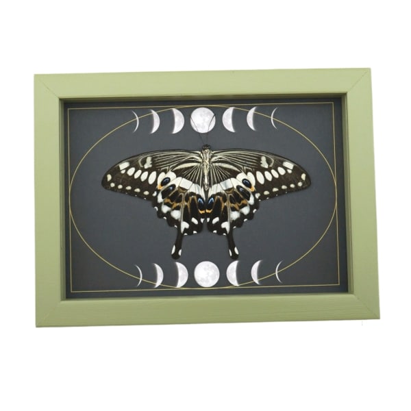 Papilio lormieri Verso Resting Butterfly Moon Phases Framed Taxidermy Sage Green Display