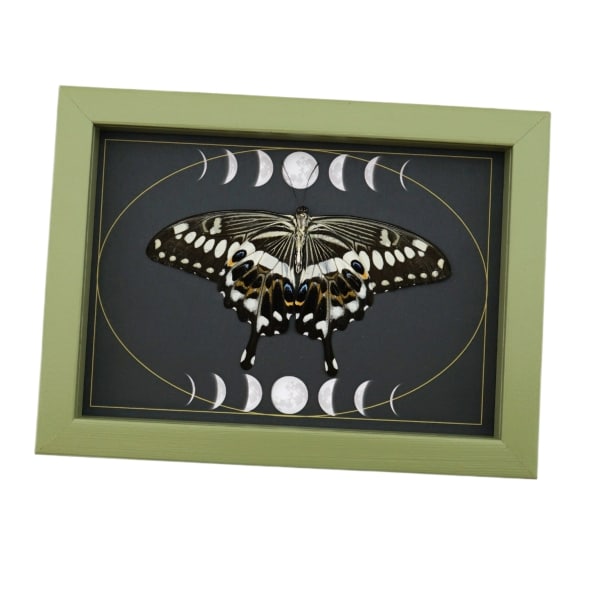 Papilio lormieri Verso Resting Butterfly Moon Phases Framed Taxidermy Sage Green Display