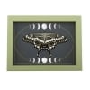 Papilio lormieri Verso Resting Butterfly Moon Phases Framed Taxidermy Sage Green Display