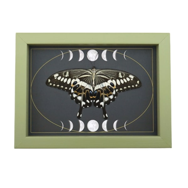 Papilio lormieri Verso Resting Butterfly Moon Phases Framed Taxidermy Sage Green Display