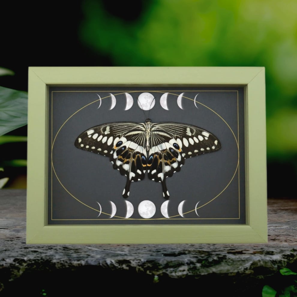 Papilio lormieri Verso Resting Butterfly Moon Phases Framed Taxidermy Sage Green Display Papilio lormieri Verso Resting Butterfly Moon Phases Framed Taxidermy Sage Green Display