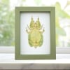 Phyllium Pulchrifolium Female Green Walking Leaf Insect Framed Taxidermy Sage Green Display