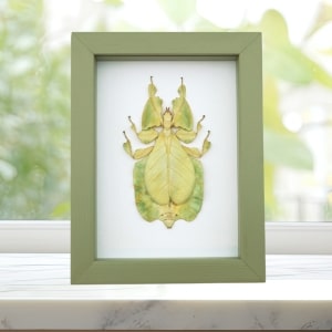 Phyllium Pulchrifolium Female Green Walking Leaf Insect Framed Taxidermy Sage Green Display
