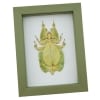Phyllium Pulchrifolium Female Green Walking Leaf Insect Framed Taxidermy Sage Green Display