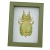 Phyllium Pulchrifolium Female Green Walking Leaf Insect Framed Taxidermy Sage Green Display