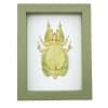 Phyllium Pulchrifolium Female Green Walking Leaf Insect Framed Taxidermy Sage Green Display
