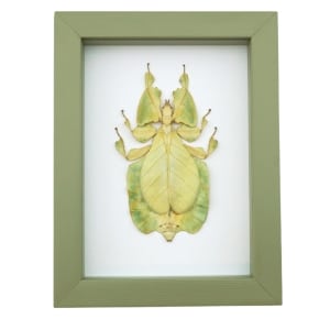 Phyllium Pulchrifolium Female Green Walking Leaf Insect Framed Taxidermy Sage Green Display