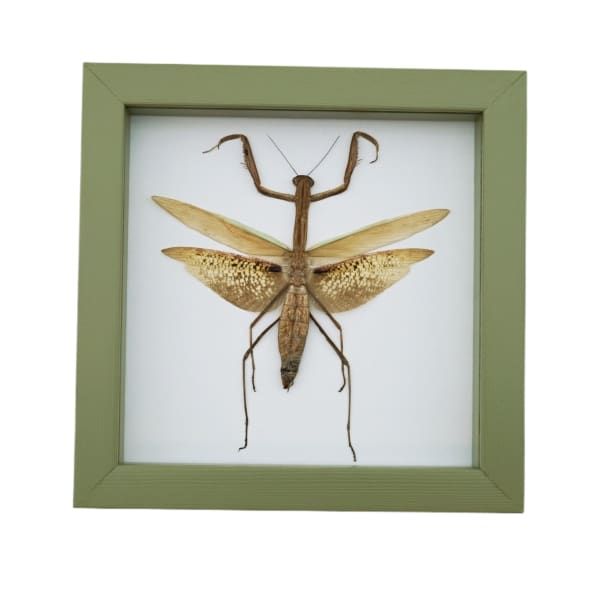 Dead Leaf Praying Mantis Tenodera sinensis Framed Insect Taxidermy Sage Green Display