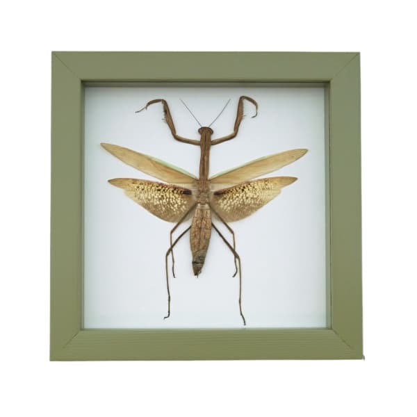 Dead Leaf Praying Mantis Tenodera sinensis Framed Insect Taxidermy Sage Green Display
