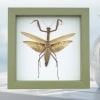 Dead Leaf Praying Mantis Tenodera sinensis Framed Insect Taxidermy Sage Green Display