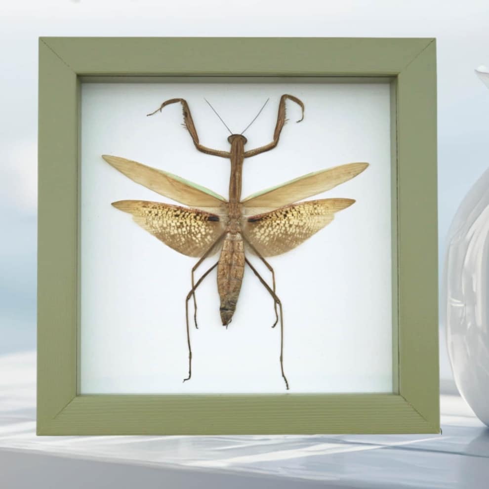 Dead Leaf Praying Mantis Tenodera sinensis Framed Insect Taxidermy Sage Green Display Dead Leaf Praying Mantis Tenodera sinensis Framed Insect Taxidermy Sage Green Display