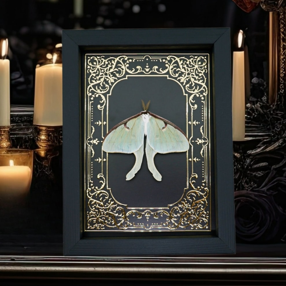 Real Luna Moth Gold Foil Gothic Victorian Actias luna Resting Framed Taxidermy Real Luna Moth Gold Foil Gothic Victorian Actias luna Resting Framed Taxidermy