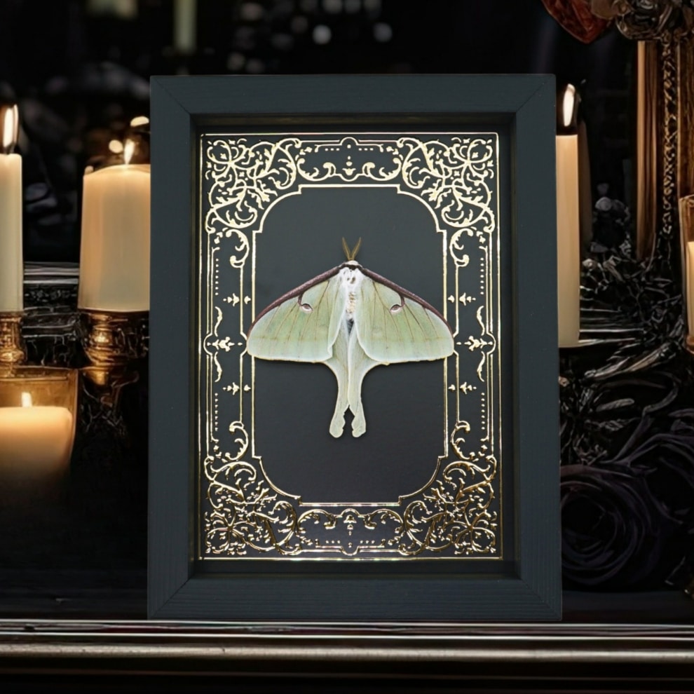 Real Luna Moth Gold Foil Gothic Victorian Actias luna Resting Framed Taxidermy Display Real Luna Moth Gold Foil Gothic Victorian Actias luna Resting Framed Taxidermy Display
