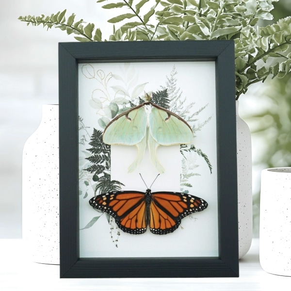 Real Monarch Butterfly Luna Moth Collection Green Ferns Framed Taxidermy Display