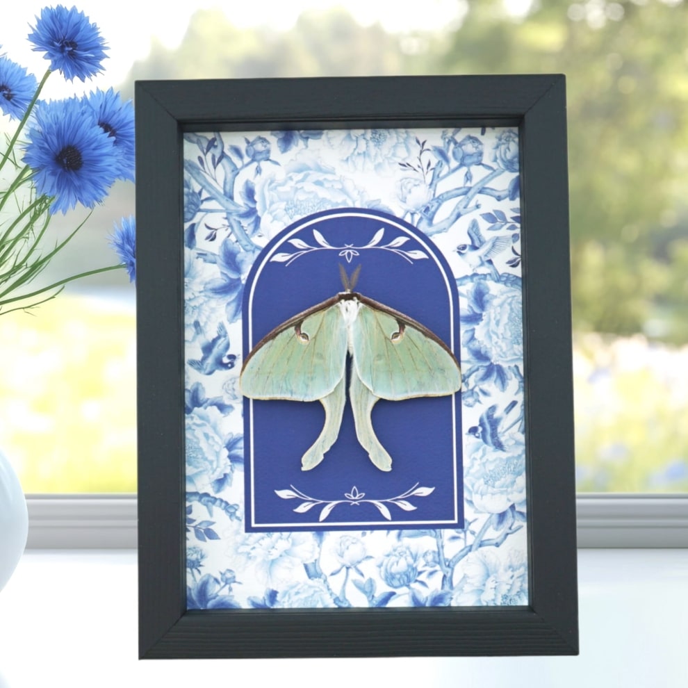 Real Framed Luna Moth French Blue White Actias luna Resting Taxidermy Real Framed Luna Moth French Blue White Actias luna Resting Taxidermy