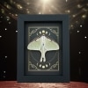 Real Luna Moth Celestial Moon Phases Actias luna Resting Framed Taxidermy