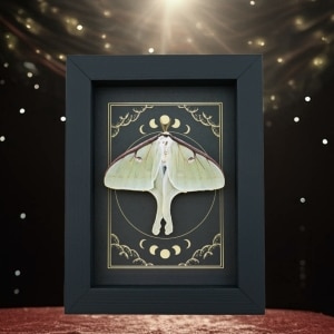 Real Luna Moth Celestial Moon Phases Actias luna Resting Framed Taxidermy