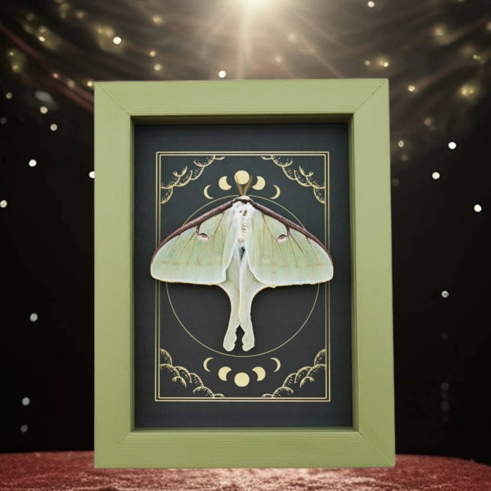 Real Luna Moth Celestial Moon Phases Actias luna Resting Framed Taxidermy Sage Green Real Luna Moth Celestial Moon Phases Actias luna Resting Framed Taxidermy Sage Green