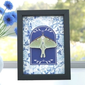 Real Framed Luna Moth French Blue White Actias luna Resting Taxidermy Display