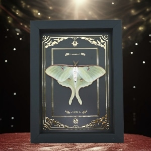 Real Framed Luna Moth Gold Foil Celestial Actias luna Resting Taxidermy Display