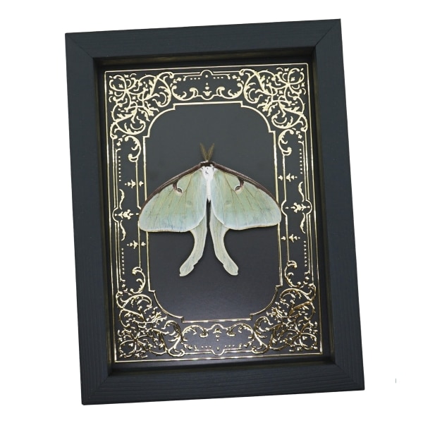 Real Luna Moth Gold Foil Gothic Victorian Actias luna Resting Framed Taxidermy