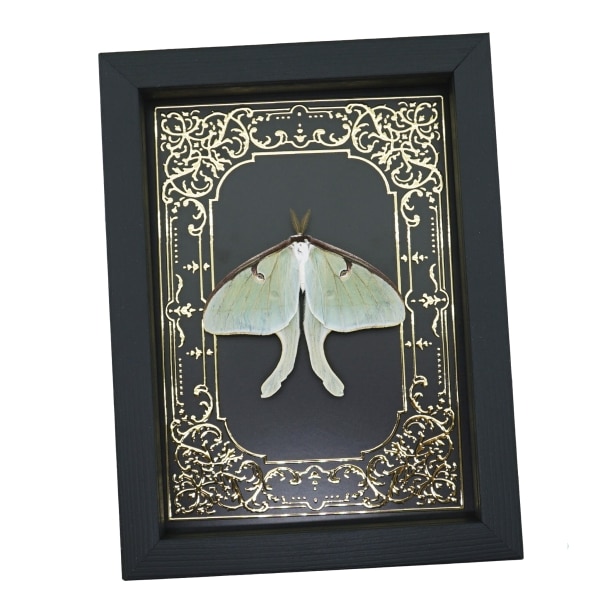 Real Luna Moth Gold Foil Gothic Victorian Actias luna Resting Framed Taxidermy
