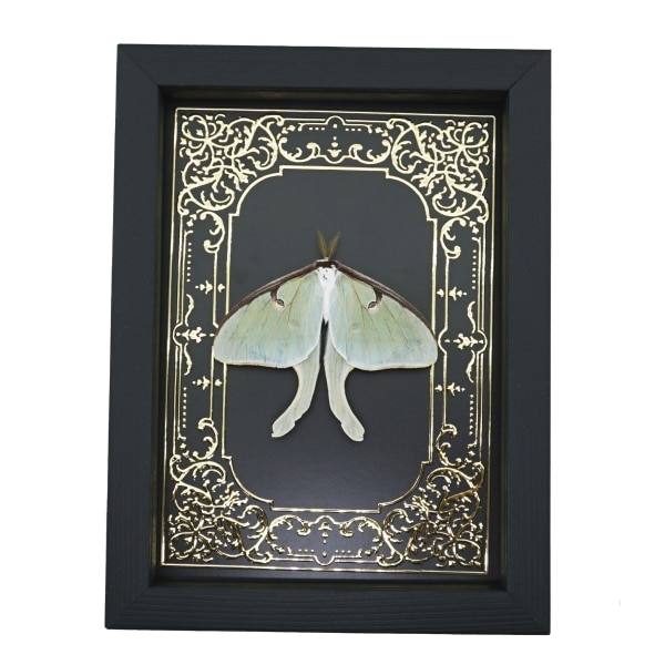 Real Luna Moth Gold Foil Gothic Victorian Actias luna Resting Framed Taxidermy