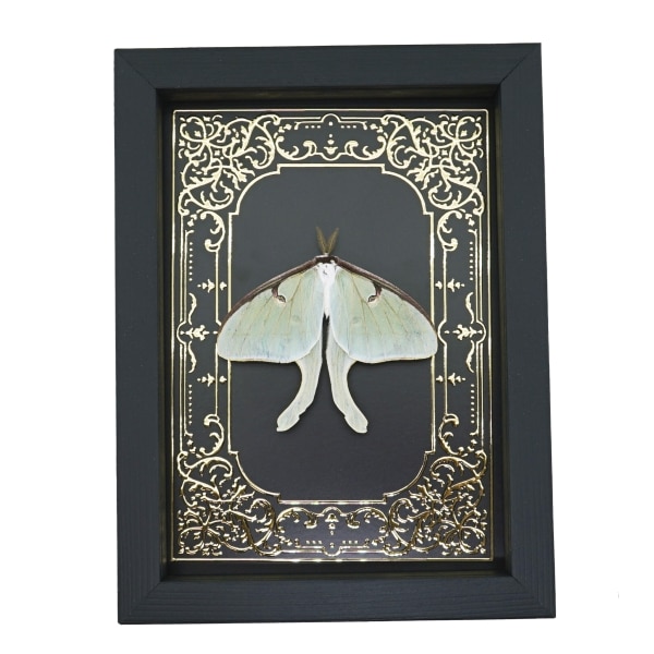 Real Luna Moth Gold Foil Gothic Victorian Actias luna Resting Framed Taxidermy