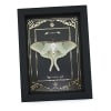 Real Framed Luna Moth Gold Foil Celestial Actias luna Resting Taxidermy Display