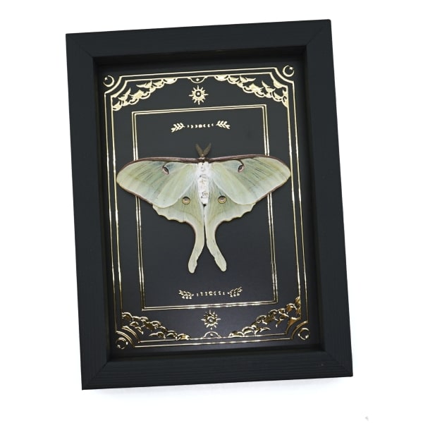 Real Framed Luna Moth Gold Foil Celestial Actias luna Resting Taxidermy Display