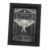 Real Framed Luna Moth Gold Foil Celestial Actias luna Resting Taxidermy Display