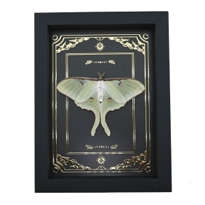 Real Framed Luna Moth Gold Foil Celestial Actias luna Resting Taxidermy Display