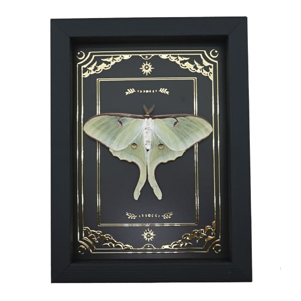 Real Framed Luna Moth Gold Foil Celestial Actias luna Resting Taxidermy Display