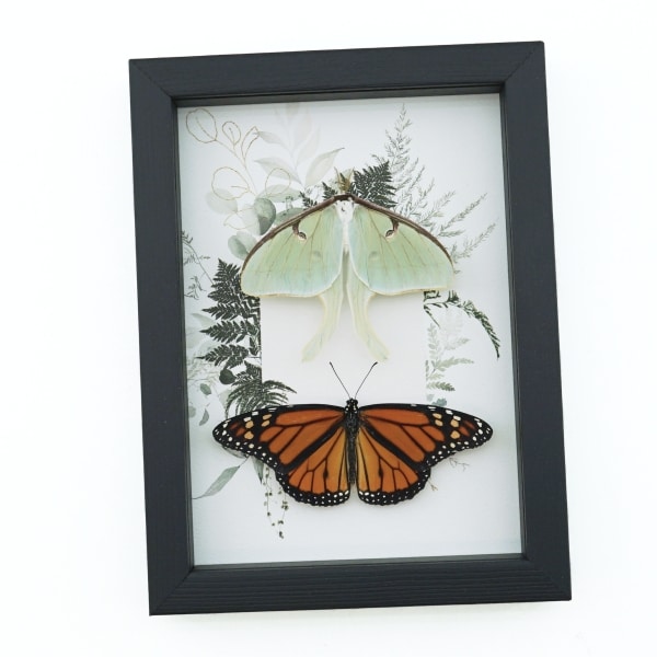 Real Monarch Butterfly Luna Moth Collection Green Ferns Framed Taxidermy Display