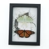 Real Monarch Butterfly Luna Moth Collection Green Ferns Framed Taxidermy Display