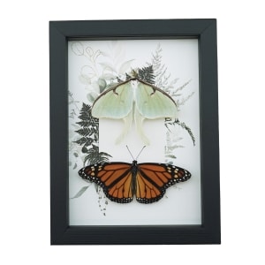 Real Monarch Butterfly Luna Moth Collection Green Ferns Framed Taxidermy Display