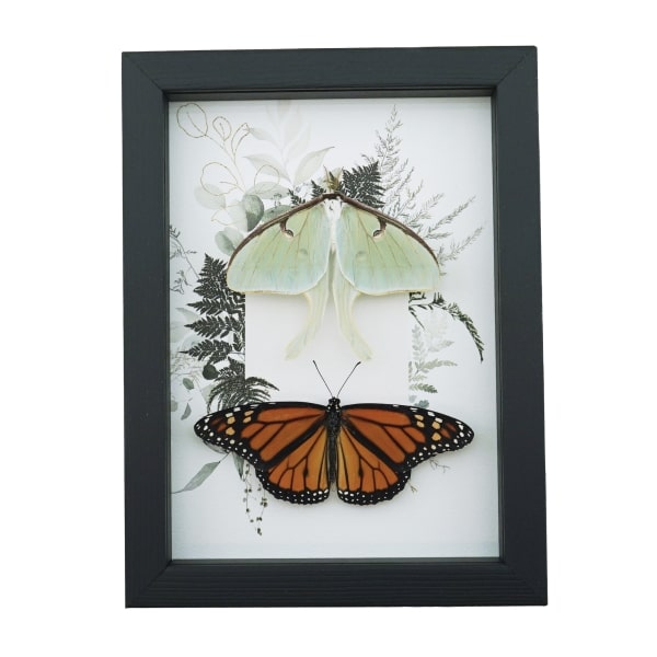 Real Monarch Butterfly Luna Moth Collection Green Ferns Framed Taxidermy Display