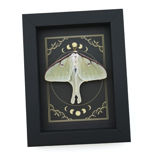 Real Luna Moth Celestial Moon Phases Actias luna Resting Framed Taxidermy