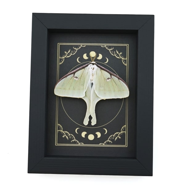 Real Luna Moth Celestial Moon Phases Actias luna Resting Framed Taxidermy