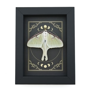 Real Luna Moth Celestial Moon Phases Actias luna Resting Framed Taxidermy
