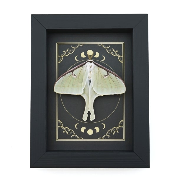 Real Luna Moth Celestial Moon Phases Actias luna Resting Framed Taxidermy