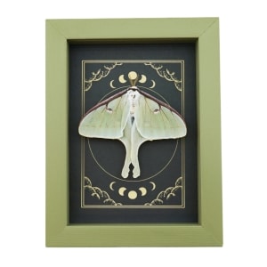 Real Luna Moth Celestial Moon Phases Actias luna Resting Framed Taxidermy Sage Green