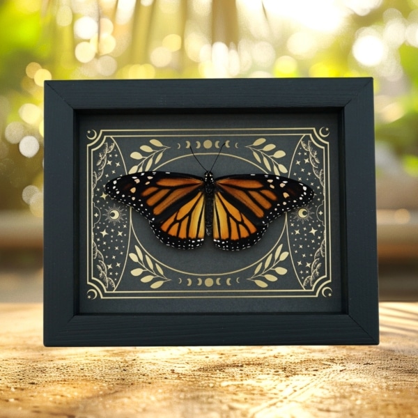 Real Monarch Butterfly Celestial Sky Danaus plexippus female Resting Framed Taxidermy Display