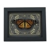 Real Monarch Butterfly Celestial Sky Danaus plexippus female Resting Framed Taxidermy Display