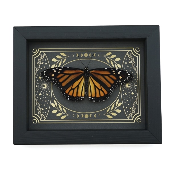 Real Monarch Butterfly Celestial Sky Danaus plexippus female Resting Framed Taxidermy Display