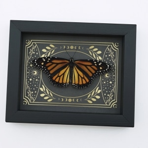 Real Monarch Butterfly Celestial Sky Danaus plexippus female Resting Framed Taxidermy Display